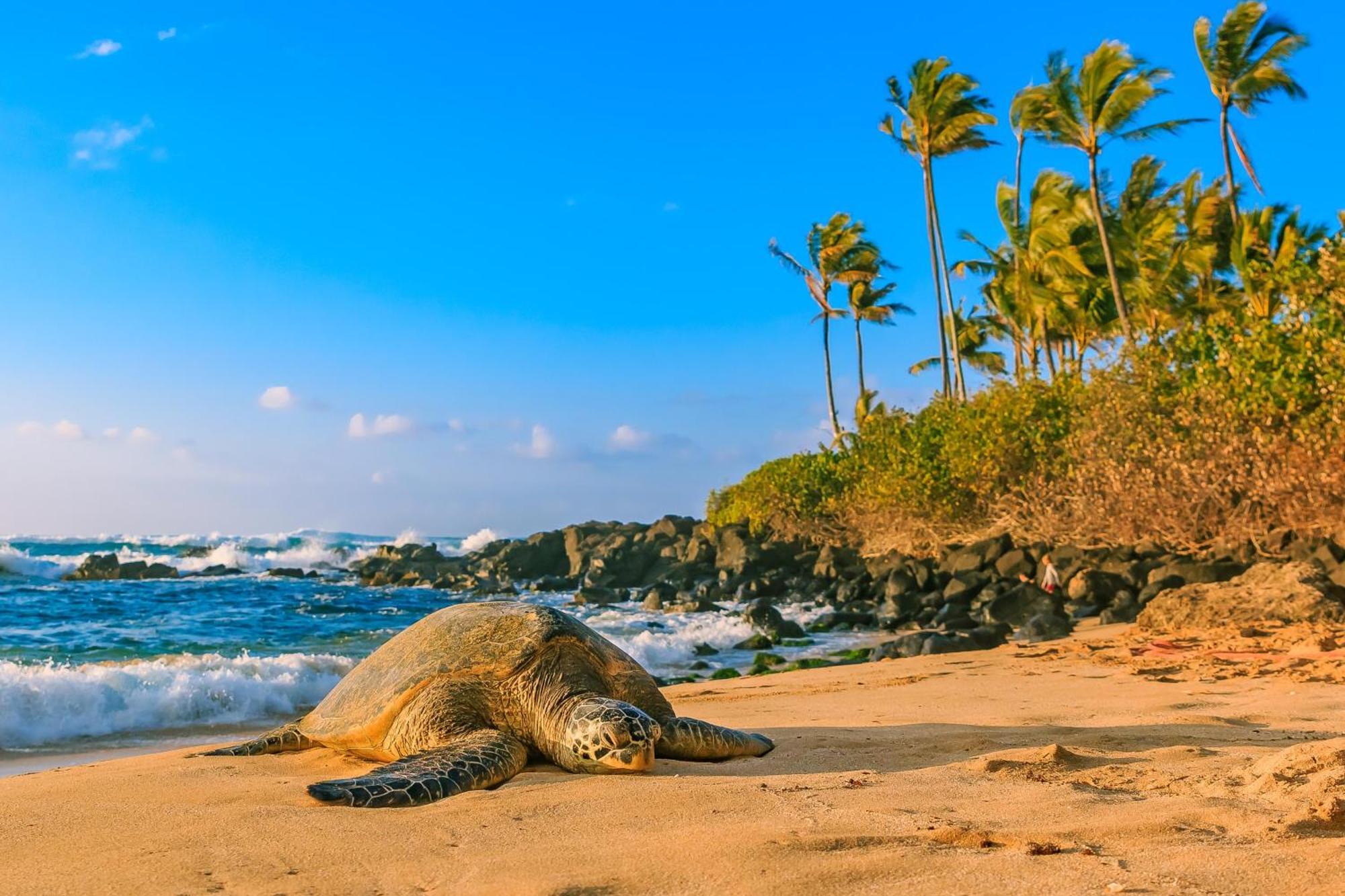 Вилла Delightful Hawaiian Monarch Studio Гонолулу Экстерьер фото